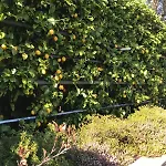 La Casa Dei Limoni *